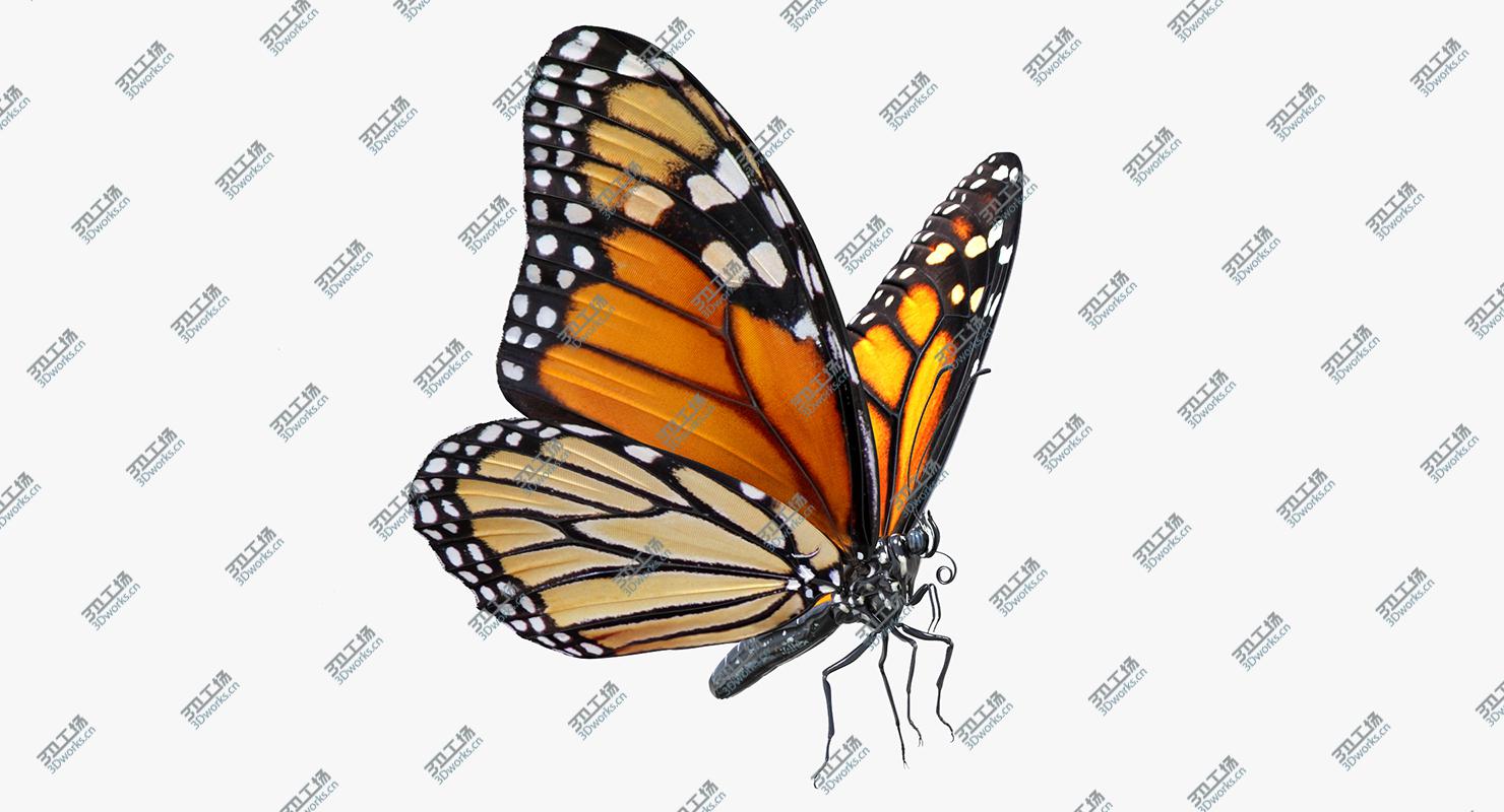images/goods_img/20210319/Monarch Butterfly Rigged for Cinema 4D 3D model/4.jpg